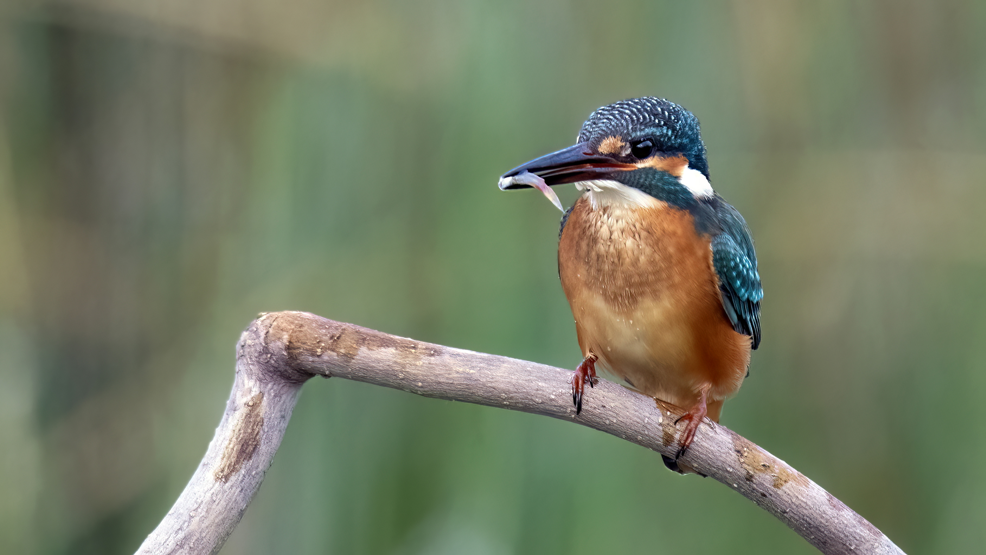 Common Kingfisher